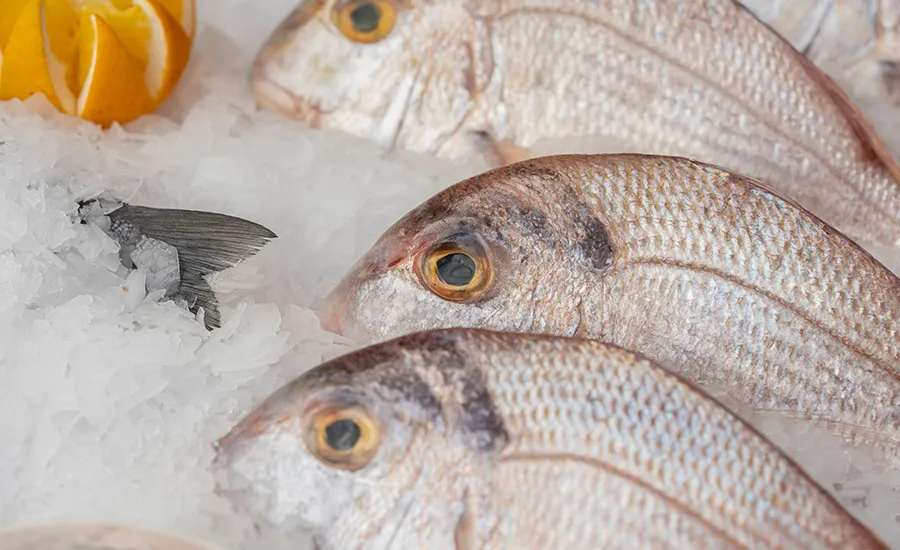 Energy-Efficient CO₂ Cooling & Quick Freezing Solutions for Preserving Freshness of Seafoods