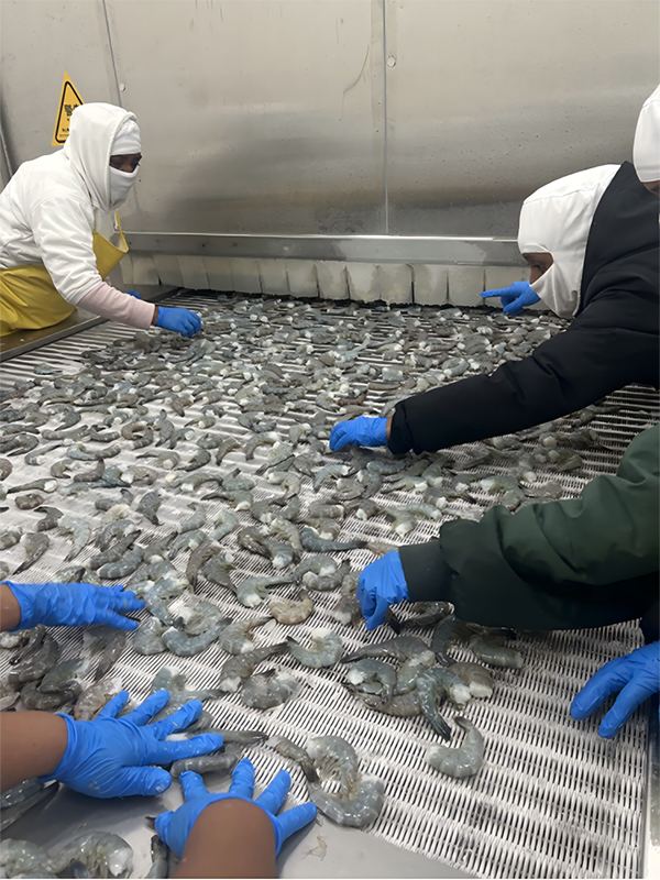 IQF Freezer Project for Pacific Seafood, Guatemala