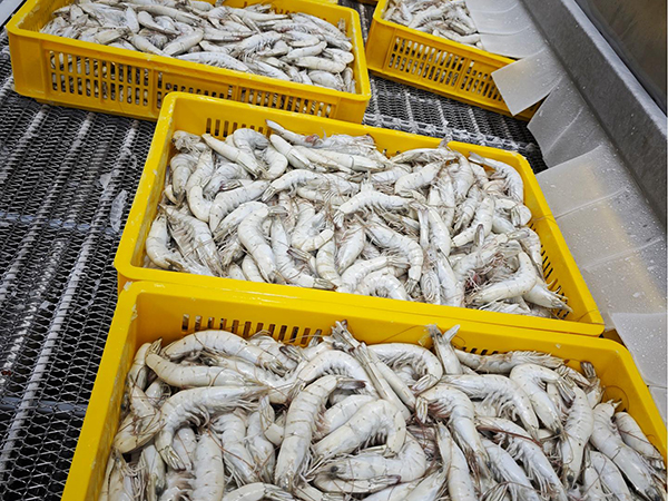 Shrimp Processing Plant Project in Morro, Ecuador